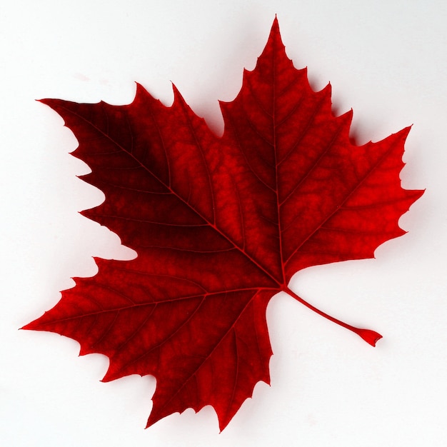 Red maple leaf on a white surface