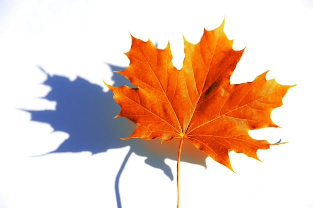 Red maple leaf with its shadow on a white background