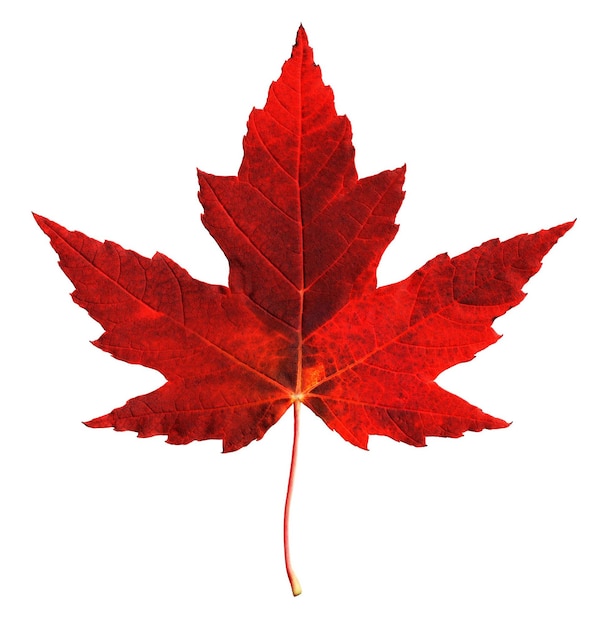 Red maple leaf