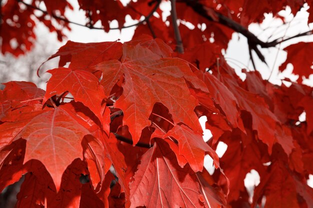 Red maple leaves in autumn on the branches of the tree. Lush foliage in October