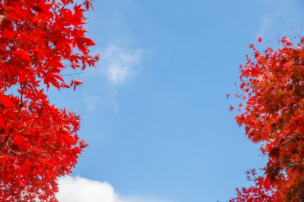 Foglie di acero rosso nella stagione autunnale