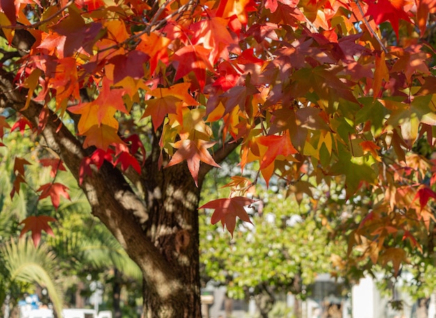 日光と赤い紅葉の青い空の枝と秋の赤いカエデの葉