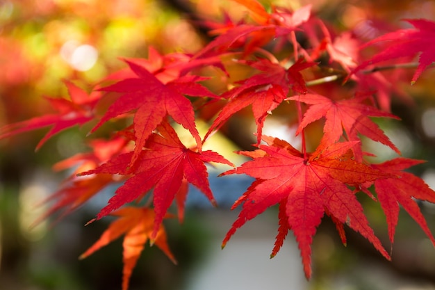 Red maple leaves in autumn