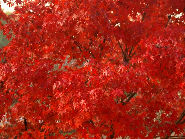 Red Maple leaves background