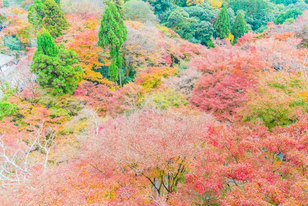 京都の公園に赤い紅葉が咲き誇る