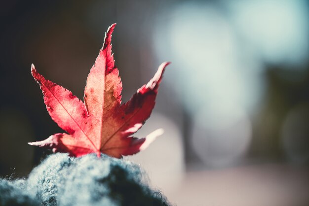 red maple leaves  on blur background