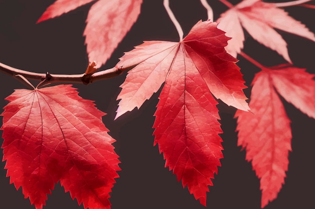 Красные кленовые листья на ветвях