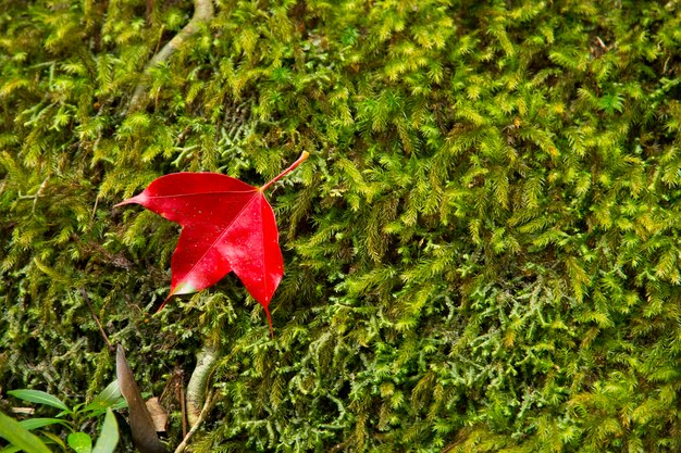 red maple leaves on green moss background