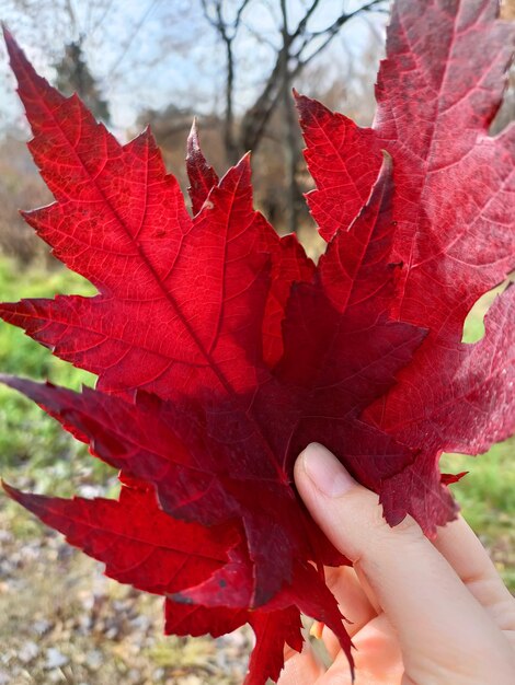 Red maple leaves in the hand