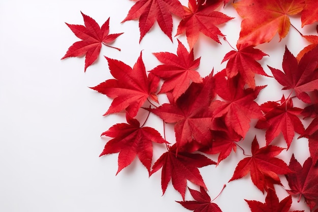 Red maple leaves isolated on white background generate ai