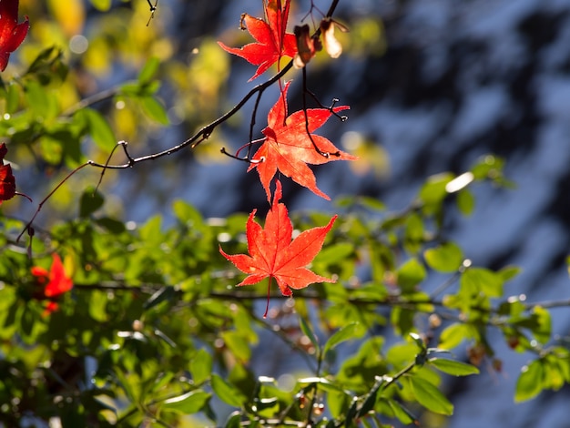 red maple leaves on the maple tree in the autumn