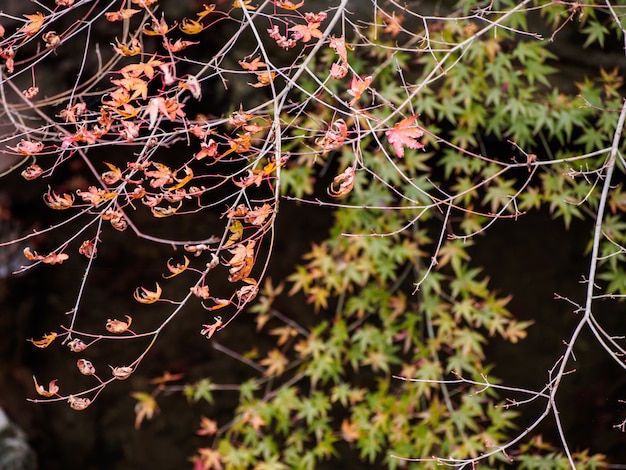 Red maple leaves on the maple tree in the autumn