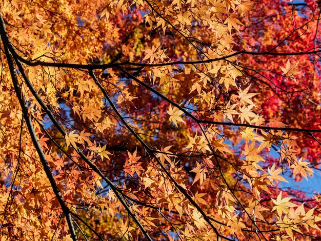 red maple leaves on the maple tree in the autumn