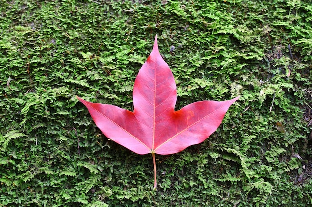 石苔に赤いカエデの葉