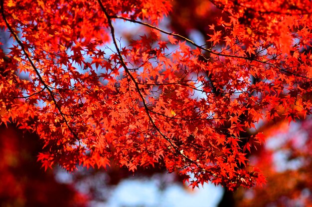 Red maple leaves on the tree in japan