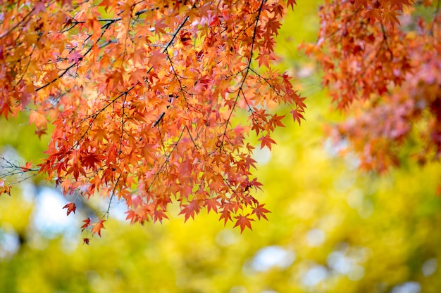 Red maple leaves with blurred background. Japan autumn season