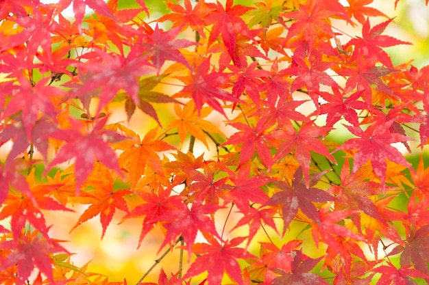 Photo red maple leaves