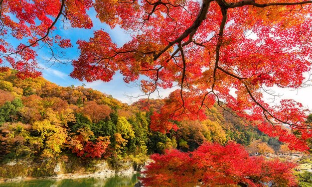 写真 空に照らされた赤いメープルツリー