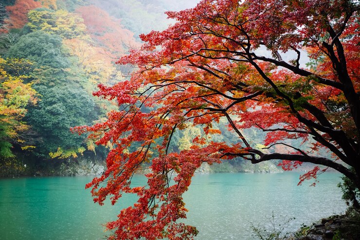 Photo 강 옆에 붉은 단풍 나무