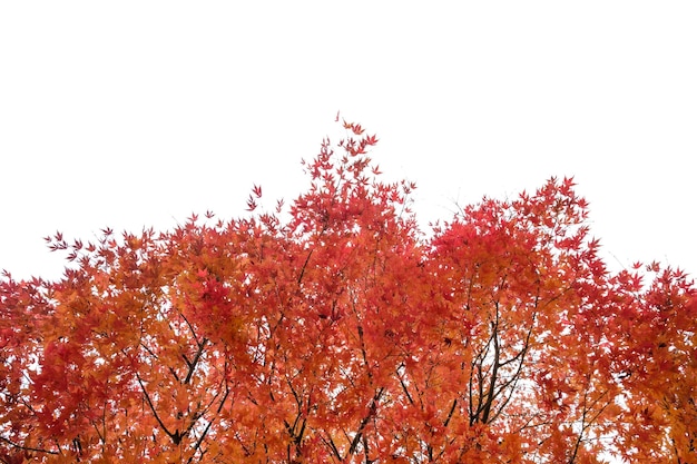 Albero di acero rosso tagliato su sfondo bianco