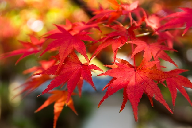 Red maple tree