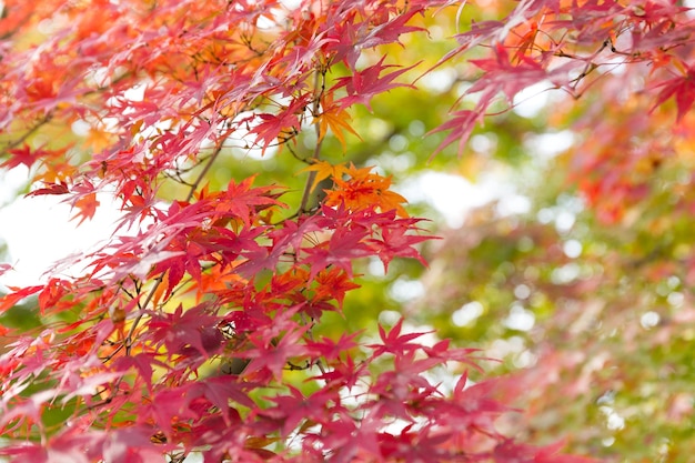 Red maple tree