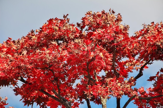 Red maples Momiji Nikko Japan