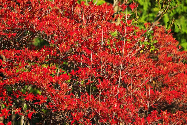 Red maples Momiji in Saiko Iyashi No Sato Nemba Fuji Japan