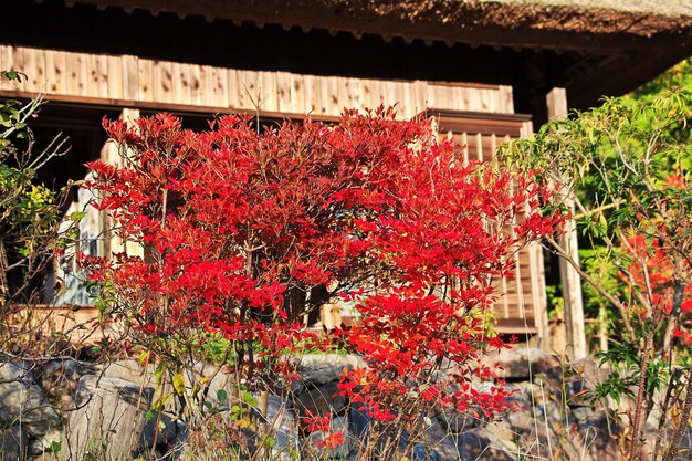 Saiko Iyashi No Sato Nemba Fuji Japan의 붉은 단풍나무 모미지