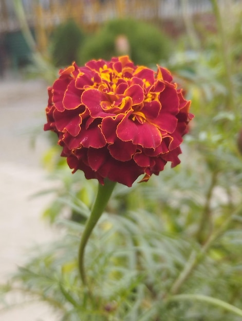 Photo red marigold flower in the garden