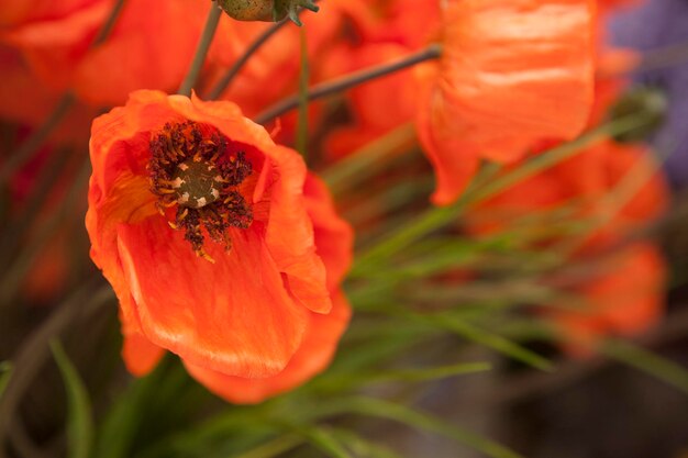 Red Material Poppies Flowers Background