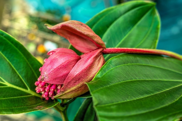 自然の中の赤いメディニラの花