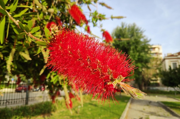 Красная Melaleuca viminalis