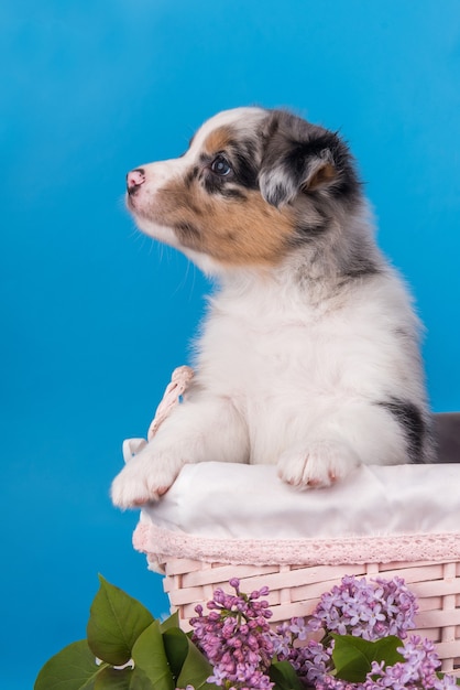 Red Merle Australian Shepherd puppy hondje zes weken oud, zittend in mand met lila bloemen op lichtblauwe muur.