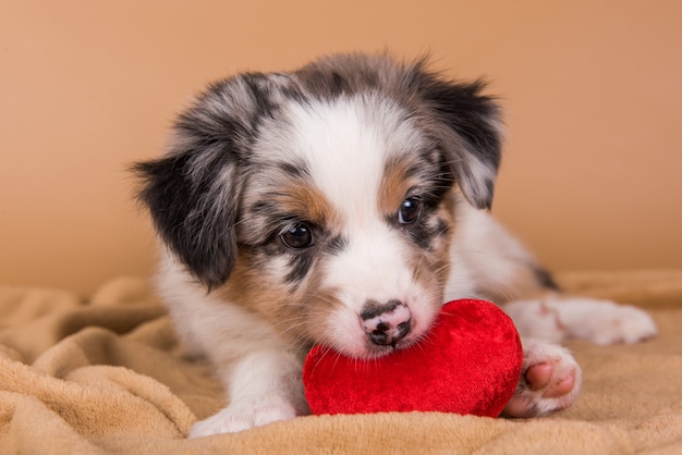 Red Merle Australian Shepherd puppy met koperen punten, zes weken oud, zittend met rood hart voor lichtbruine muur