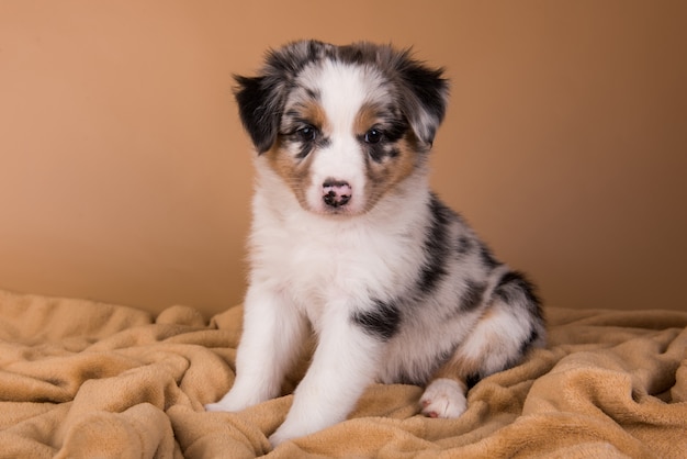 Red Merle Australian Shepherd puppy