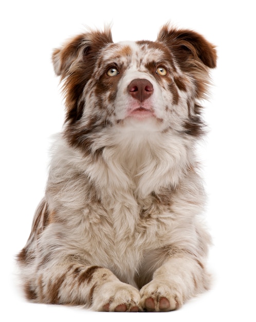 Бордер-колли Red Merle, 6 месяцев, лежа