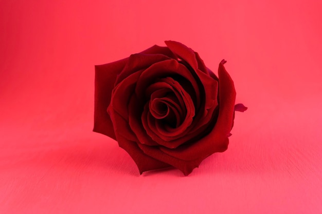 Red mesmerizing rose on a light red background