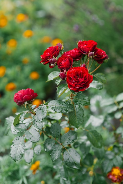 庭の雨の後の赤いミニバラ