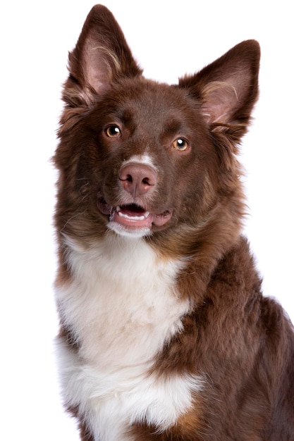 Red Miniature American Shepherd dog