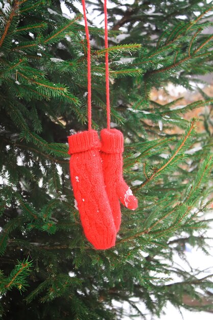 Red mittens hanging on fir tree green branches.