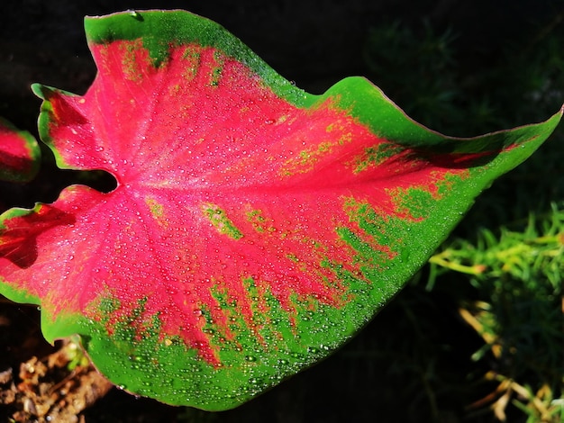 red mix green leaf