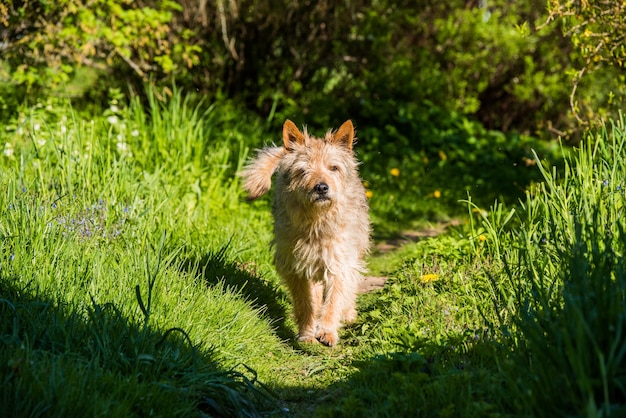 村の道の緑の芝生の上に立っている赤い雑種犬