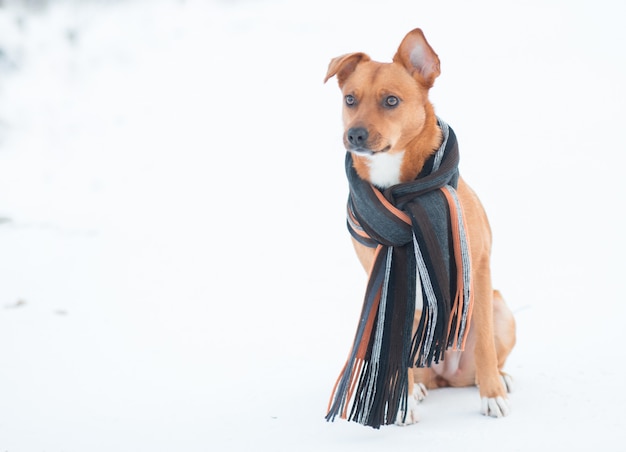 冬の森に座っているスカーフの赤い雑種犬。