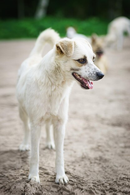 赤い混血犬が公園を歩いている半種の白いスイス・シェパードが新鮮な空気で緑の草の上を歩き人生を楽しんでいる品種のない幸せな家畜犬