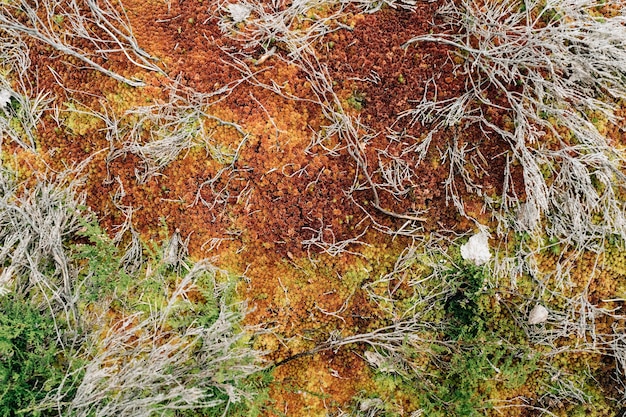 Red moss in the forest.