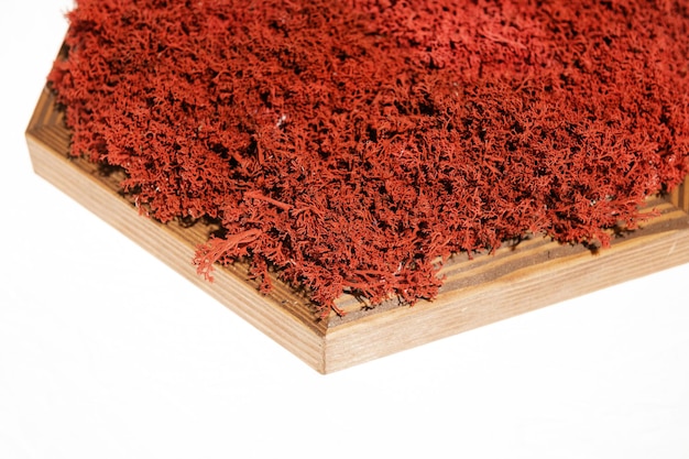 Red moss in a wooden frame on a white background