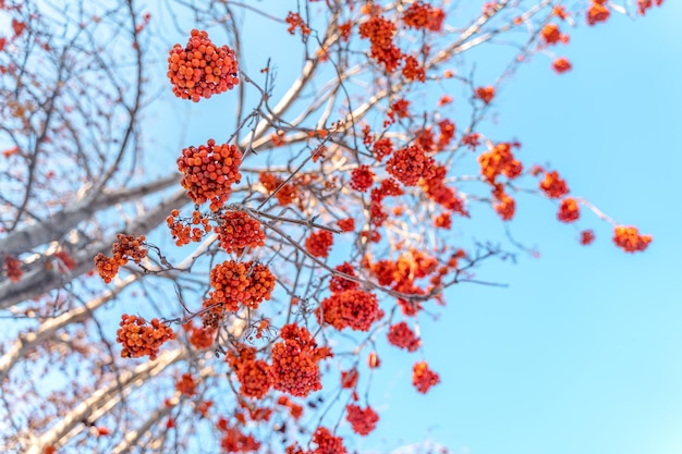 겨울에 푸른 하늘 배경에 붉은 산 화산재