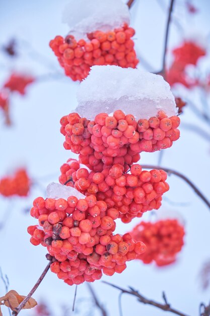 冬は赤い山の灰が雪に覆われます。