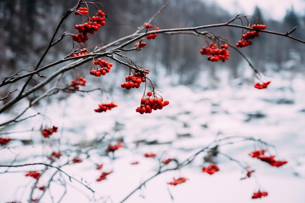 Red mountain ash on a snowy background